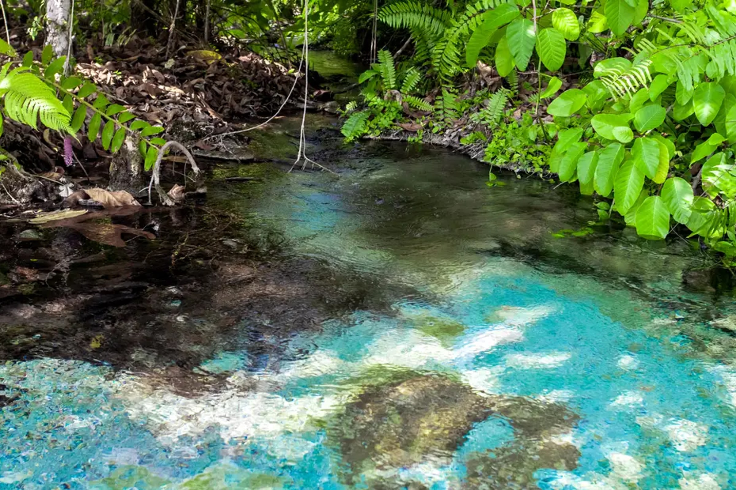 Tiger Cave & Emerald Pool Jungle Tour by TTD